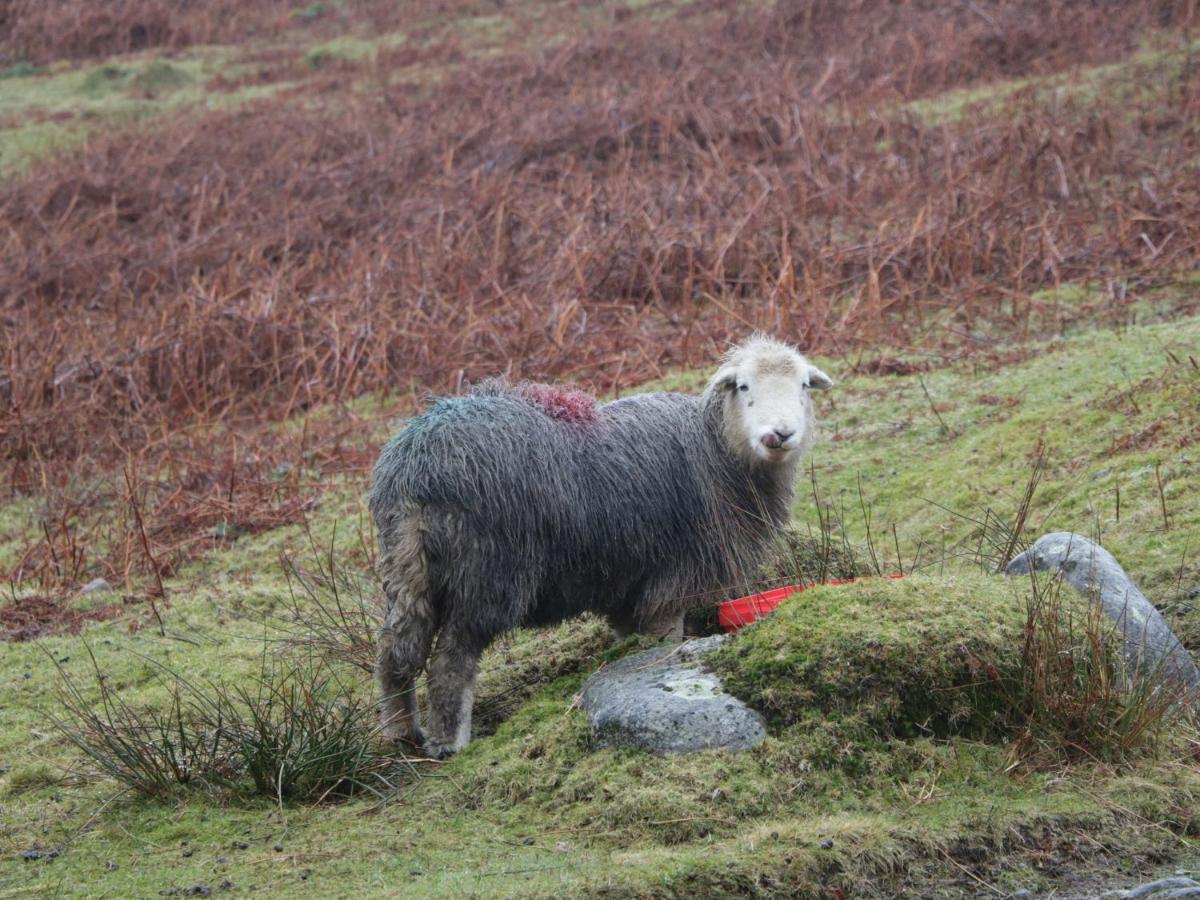 Dalesway Cottage Windermere Esterno foto